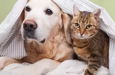 Treat Your Pets Right with Zooplus: The Ultimate Pet Paradise