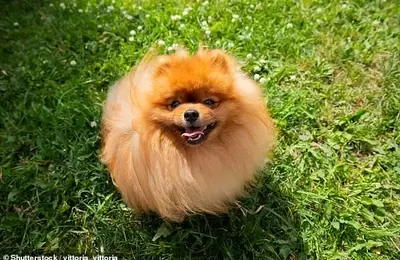 Addressing Canine Complaints: Legalities and Behavioral Solutions for Barking Dogs