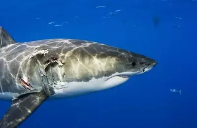 Anticipating Shark Week 2025: A Deep Dive into Marine Programming
