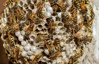 Navigating Neighborly Disputes: Addressing Wasp Infestations While Selling Your Home