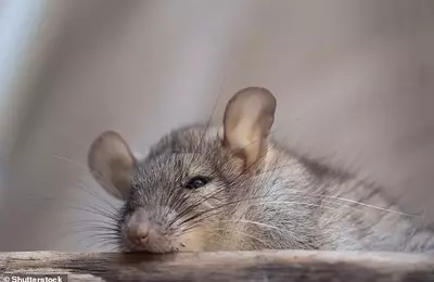 New Homeowner Battles "Super Rat" Infestation Under Decking