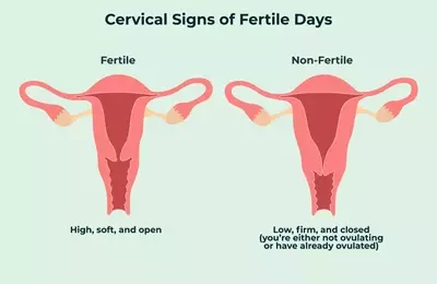 Understanding Your Cervix: A Guide to Self-Examination