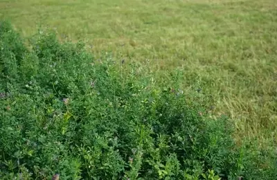Itafos: A Cautious Investment in Phosphate Fertilizer Amidst Market Fluctuations