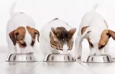 Nutriment Company Expands German Foothold with Dual Pet Food Acquisitions