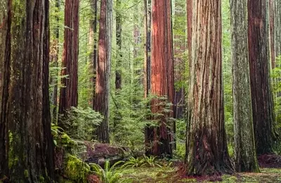Redwood Trust: Re-evaluating Preferred Shares Amidst Rising Rates