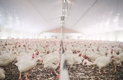 MBRF Global Foods: Navigating Headwinds and Opportunities in the Global Food Market