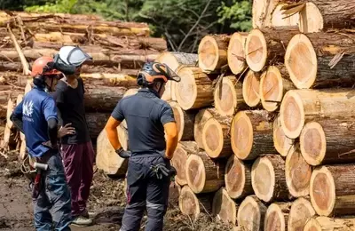 Weyerhaeuser: Navigating the Downturn and Future Prospects
