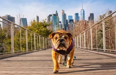 June's Top Dividend Dog: Verizon's Enduring Value