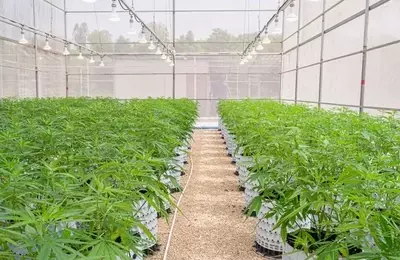 Cannabis Regulatory Shift Presents Undervalued Opportunity for IIPR