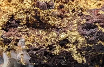 New Found Gold: Navigating Risk and Opportunity in Gold Exploration