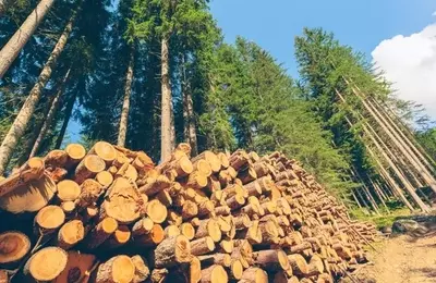 Rayonier: Post-Merger Prospects, Synergies, and Land Value Appreciation in Timberland REITs