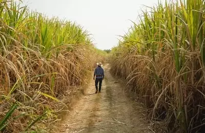 Adecoagro: From Harvest to Patience, a New Chapter Unfolds