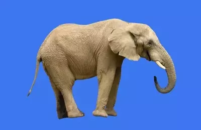 The Overlooked Elephant in the BDC Sector: Income Risk Beyond Credit Concerns
