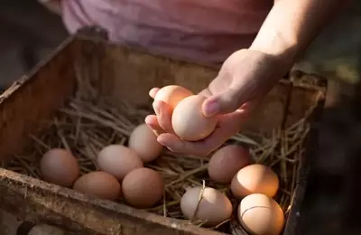 Cal-Maine Foods: A Resilient Investment Amidst Shifting Egg Market Dynamics