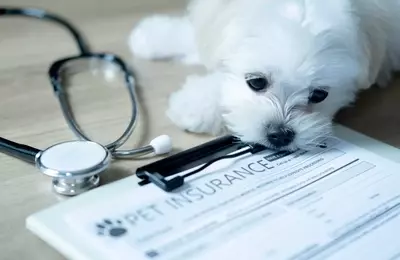 Pet Insurance Industry Achieves Record Growth in Q1