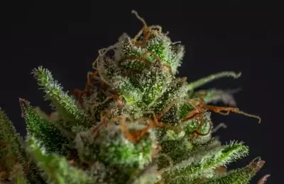 Tilray's Q4-2026: Financial Growth and Strategic Acquisitions