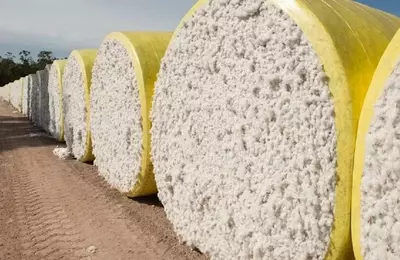 Global Cotton Trade Projected to Expand Significantly by 2028/29 Amidst Market Complexities