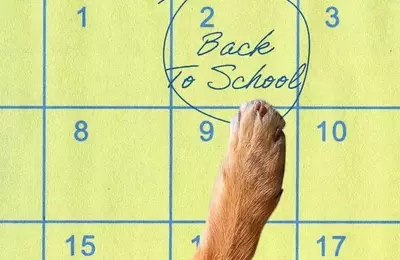 Preparing Your Canine Companion for the Back-to-School Transition