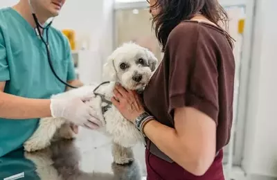 Recognizing Urgent Pet Health Issues: When to Seek Emergency Veterinary Care