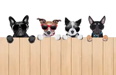 Evaluating S&P 500 Dividend Stocks: Safety and Growth Prospects