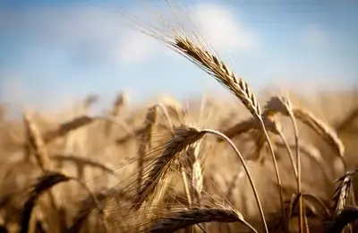 Nutrien Ltd. (NTR) Stock: A Deep Dive into Its Undervalued Potential Amidst Global Shifts