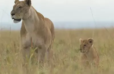 National Geographic's "Lion" Chronicles a Cub's Remarkable Journey