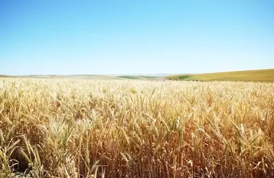Understanding Tradable Commodities: Basics, Drivers, and Trading
