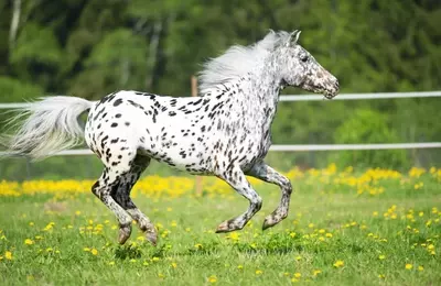 David Tepper's Appaloosa Management Q2 2026 Portfolio Analysis