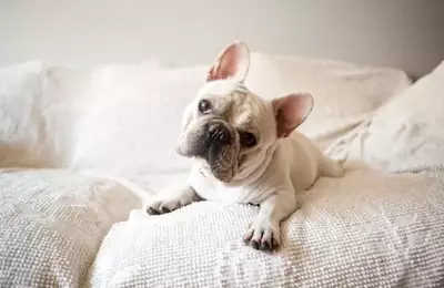 The Enigmatic Head Tilt: Unraveling Your Dog's Adorable Gesture