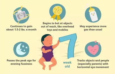 Navigating the 7th Week: Your Baby's Journey of Growth and Discovery