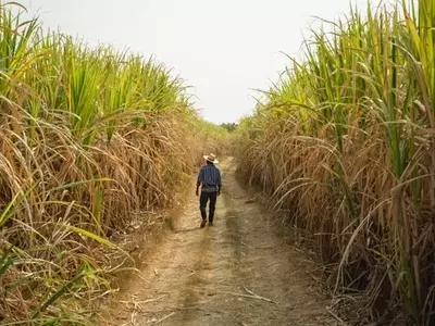 Adecoagro: From Harvest to Patience, a New Chapter Unfolds