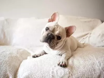 The Enigmatic Head Tilt: Unraveling Your Dog's Adorable Gesture