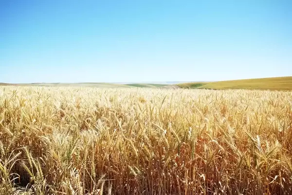 Understanding Tradable Commodities: Basics, Drivers, and Trading